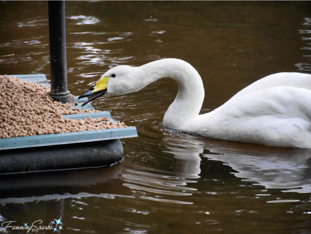 Closeup of Whooper Swan at Floating Food Dish   @FanningSparks