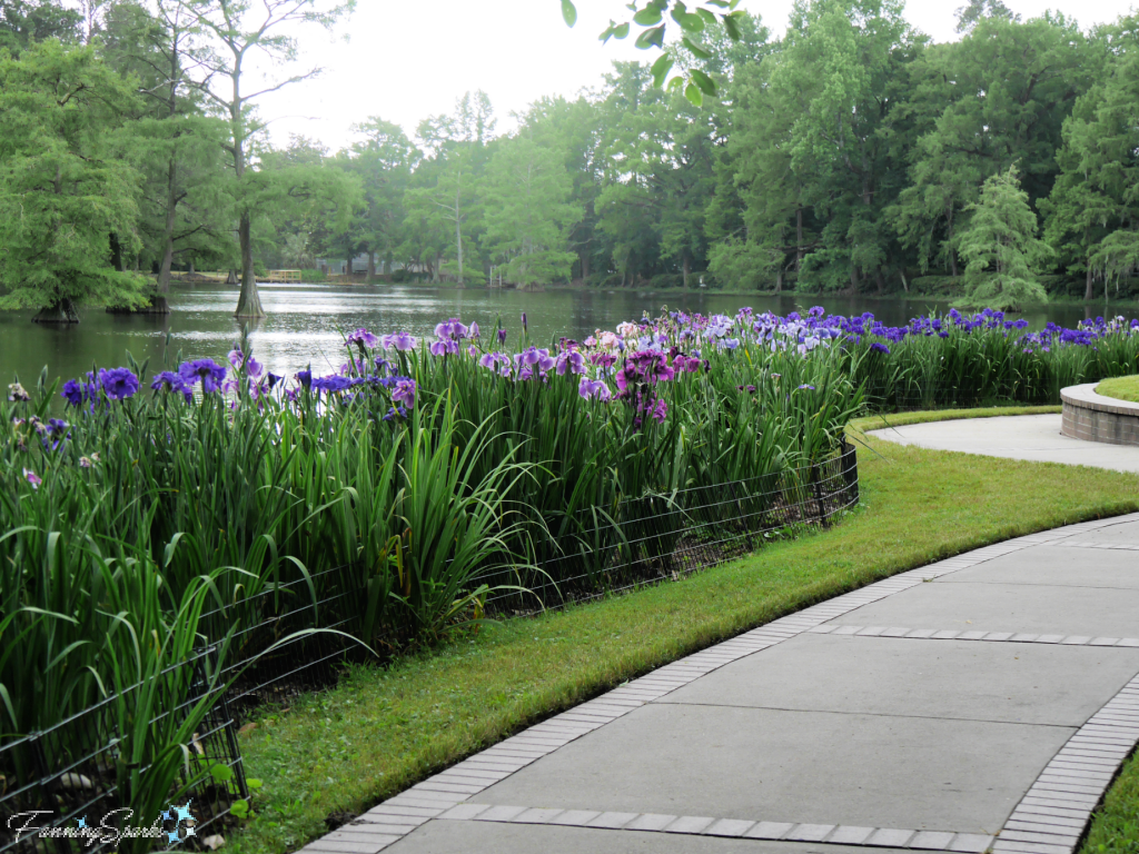 Irises Along Path to Recovery Sculpture   @FanningSparks