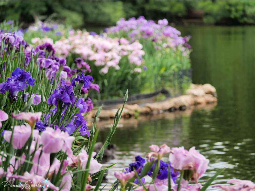 Japanese Irises in Bloom at Swan Lake Iris Gardens   @FanningSparks