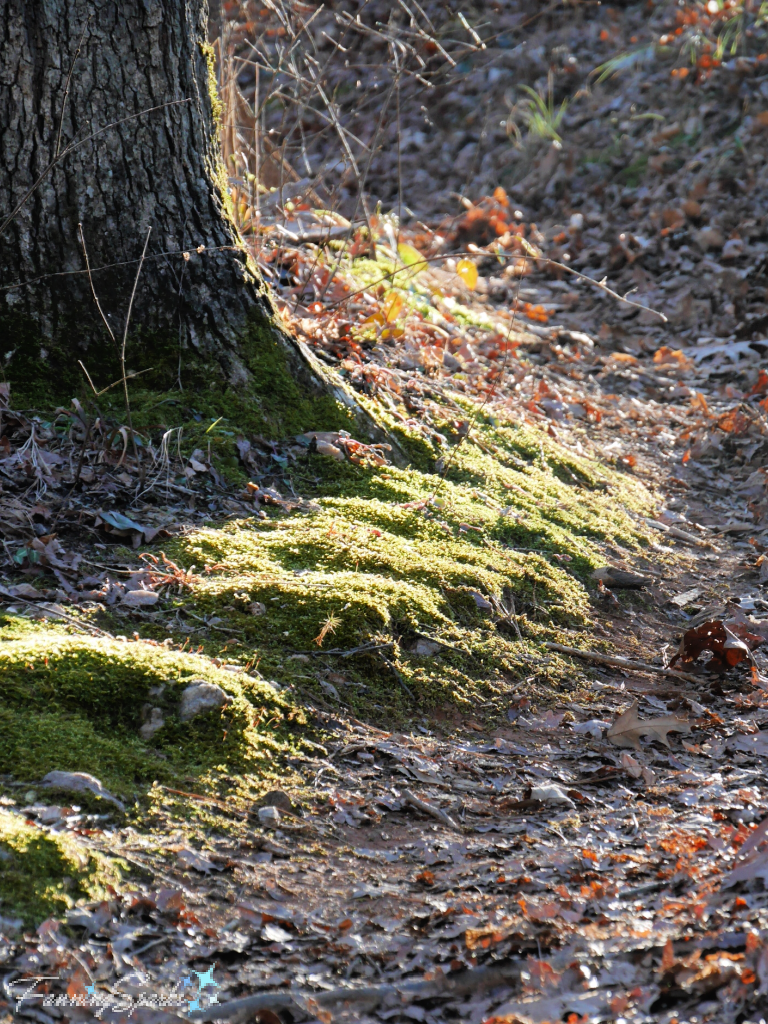 Moss Along the Path in Spring Sunlight   @FanningSparks