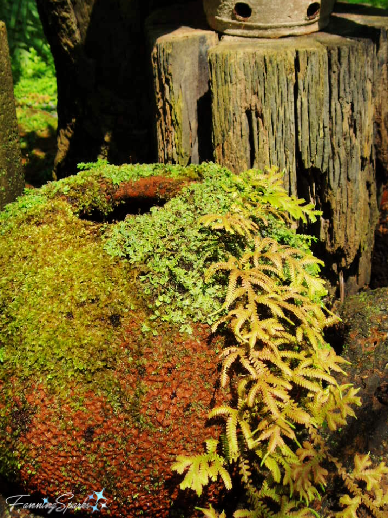 Moss and Fern-Covered Jar at Fern Paradise   @FanningSparks
