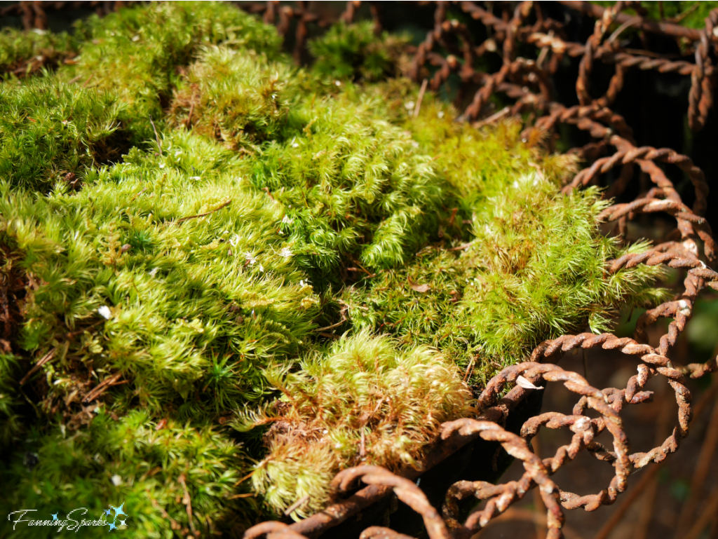 Moss in Wire Planter   @FanningSparks