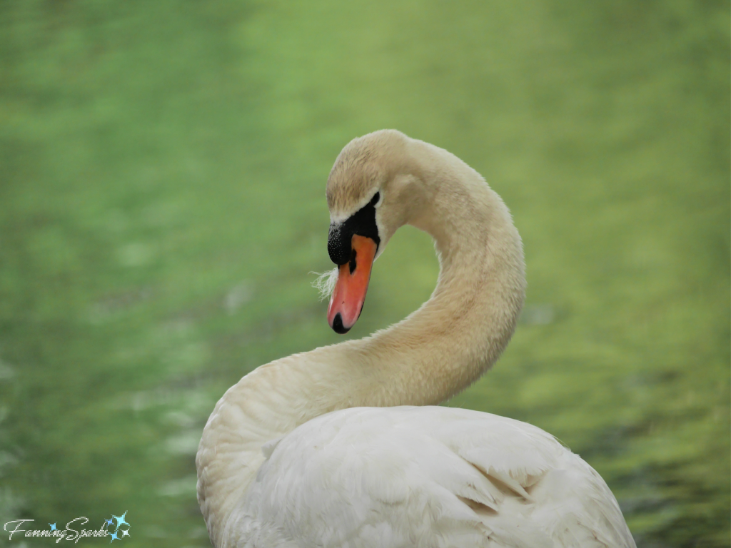 Mute Swan S-Curve Neck   @FanningSparks