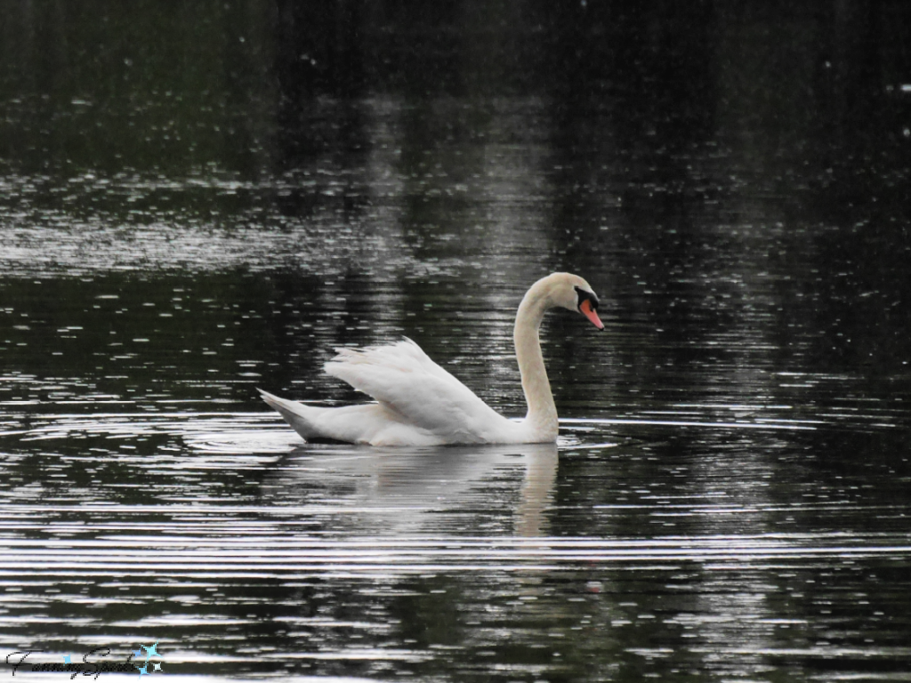 Mute Swan Swimming in Classic Pose   @FanningSparks