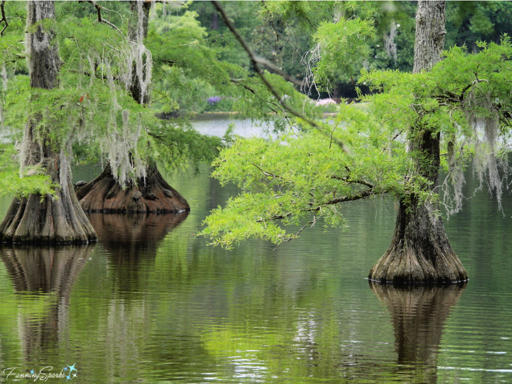 Swan Lake Iris Gardens Cypress Swamp   @FanningSparks