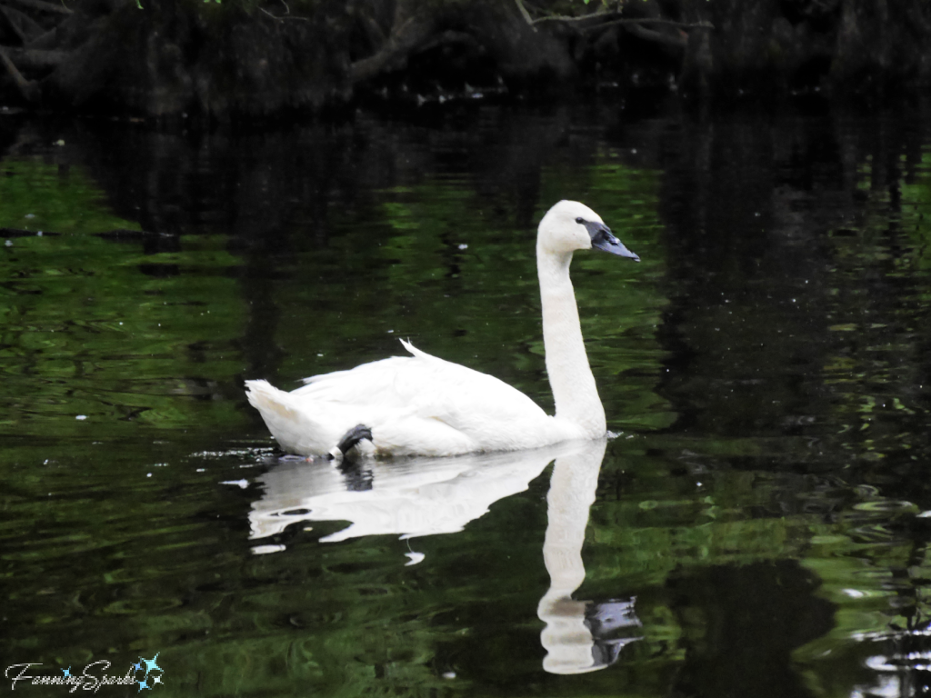 Trumpeter Swan Swimming at Swan Lake Iris Gardens @FanningSparks  