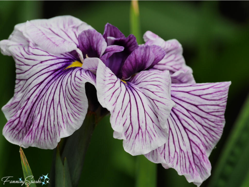 White and Purple Japanese Iris in Full Bloom   @FanningSparks