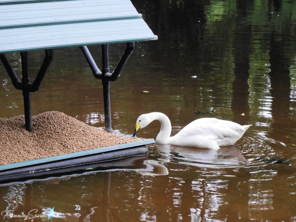 Whooper Swan at Floating Food Dish   @FanningSparks