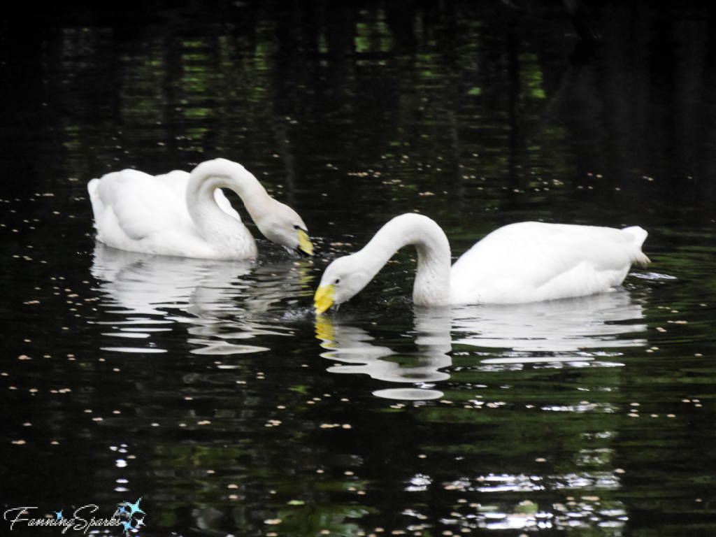 Whooper Swans Eating From Water Surface  @FanningSparks 