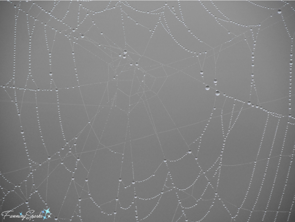 Dew on Spider Web on Grey at Center   @FanningSparks