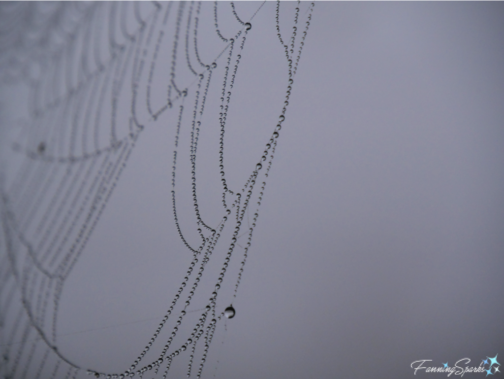 Dew on Spider Web on Grey to Left   @FanningSparks