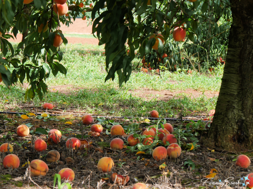 Fallen Peaches in Orchard  @FanningSparks