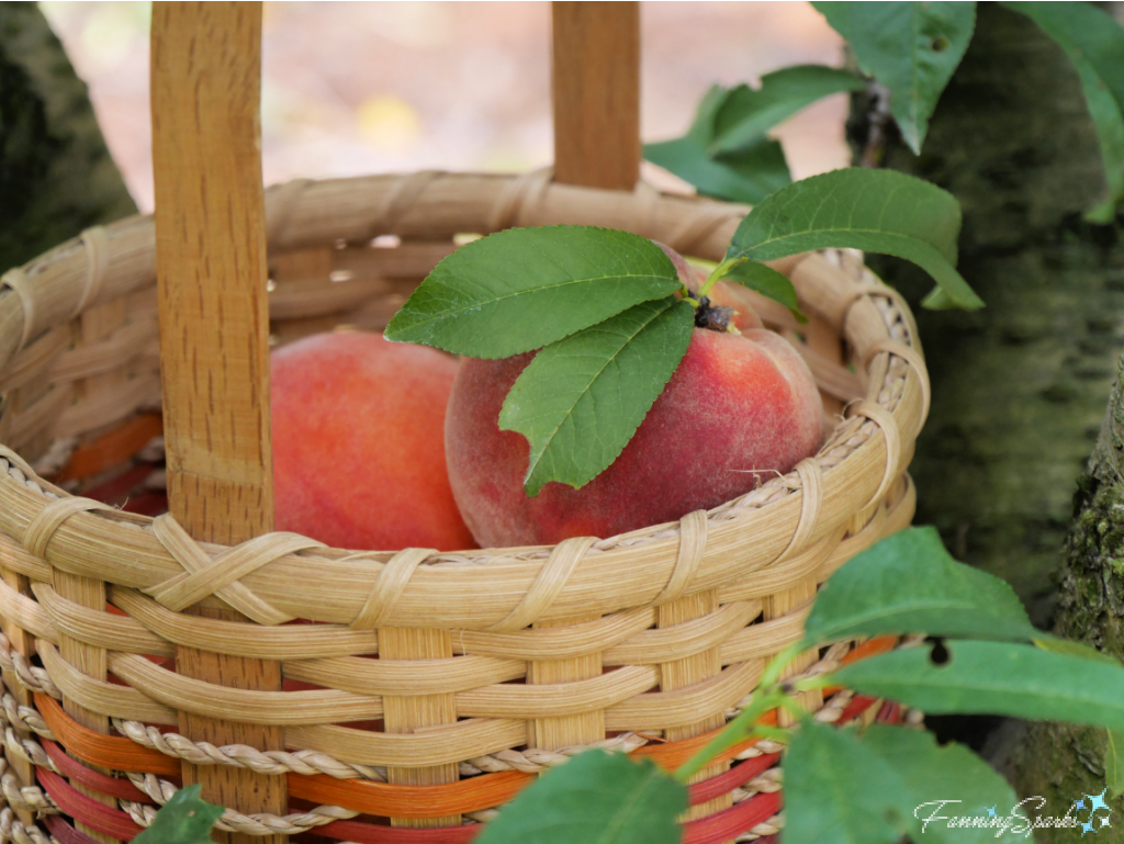Partial Basket of Peaches   @FanningSparks