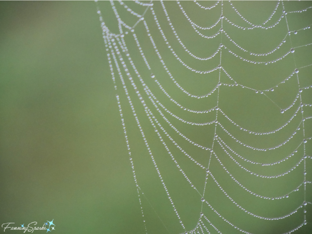 Scalloped Spider Web with Dew on Green   @FanningSparks