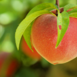 Ripe Peach Ready to Pick @FanningSparks
