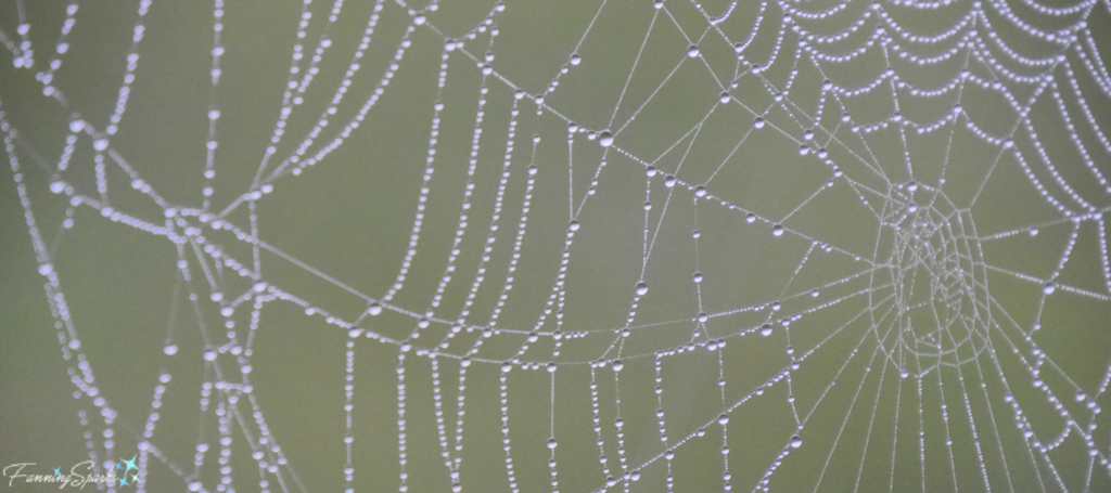 Spider Web in Dew @FanningSparks