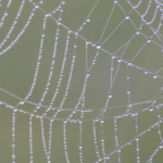 Spider Web in Dew @FanningSparks