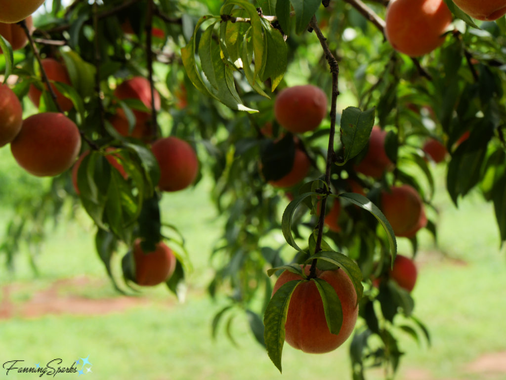 Abundance of Peaches on Trees   @FanningSparks