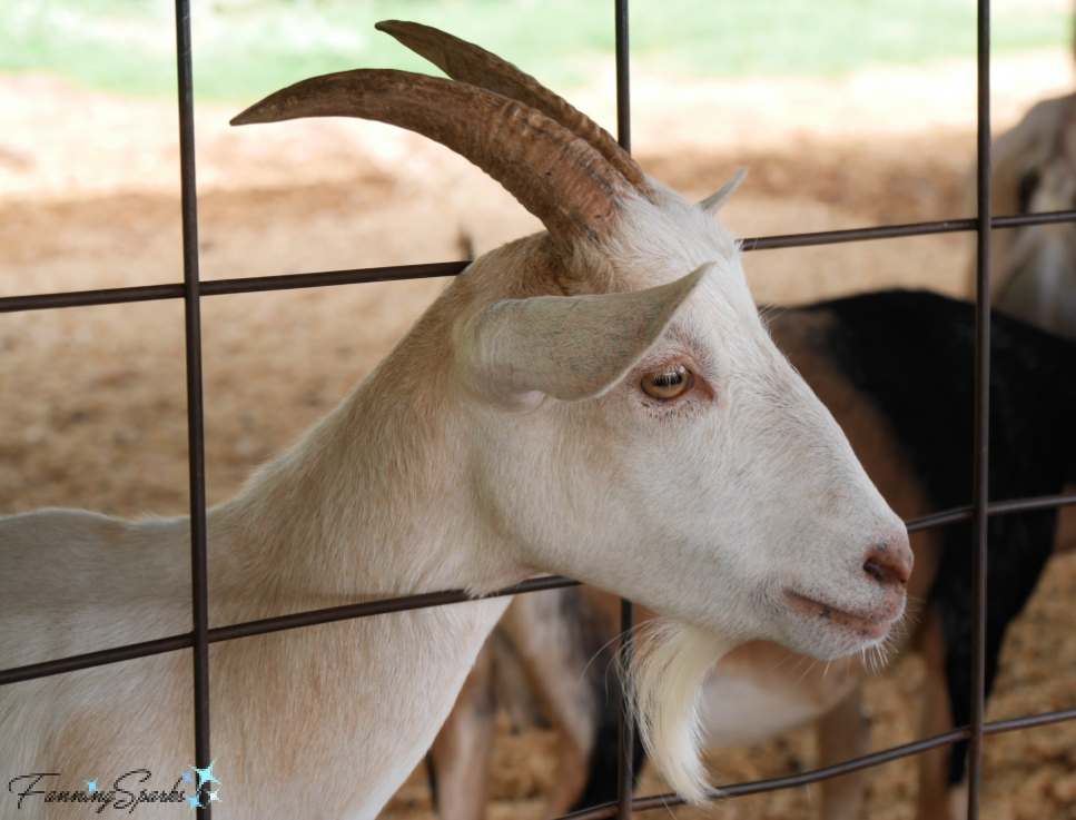 White Adult Goat  @FanningSparks