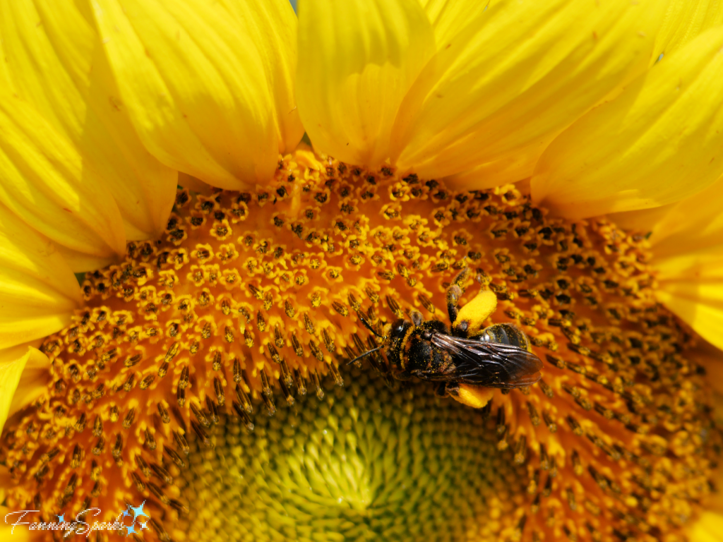 Bee Carrying Pollen on Sunflower   @FanningSparks