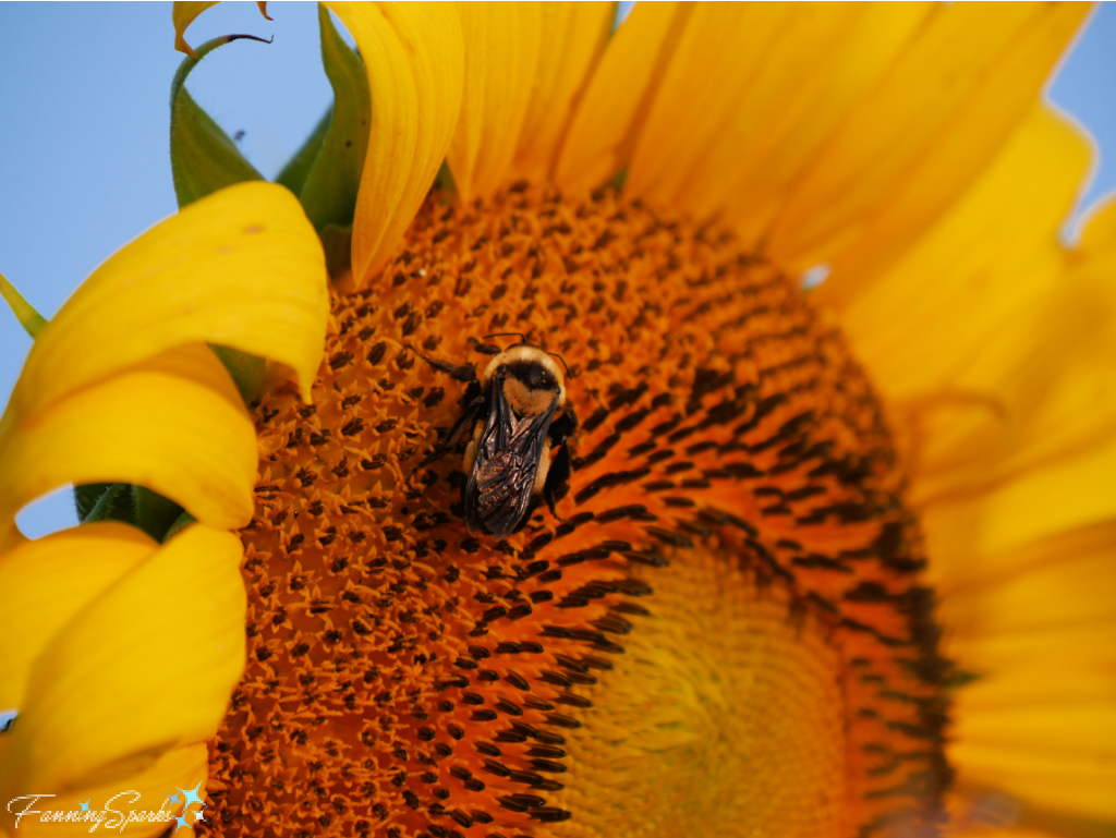 Bee on Sunflower in Morning Sunlight   @FanningSparks