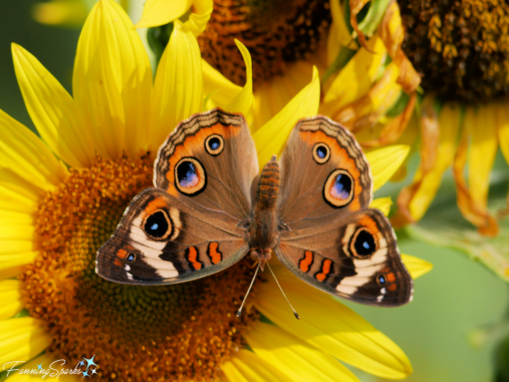 Common Buckeye with Open Wings on Sunflower   @FanningSparks