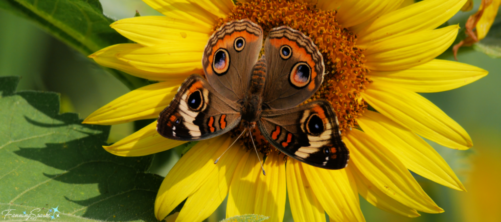 Common Buckeye with Open Wings on Sunflower @FanningSparks