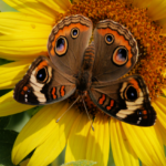 Common Buckeye with Open Wings on Sunflower @FanningSparks