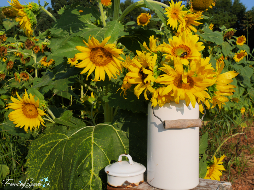 Cut Sunflowers in Vintage White Enamelware   @FanningSparks