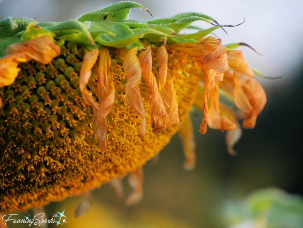 Drying Sunflower Head Facing Down @FanningSparks