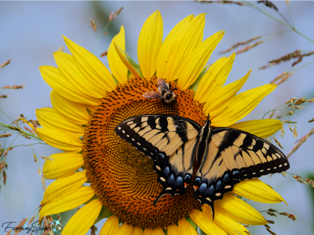 Eastern Tiger Swallowtail with Bee on Sunflower   @FanningSparks