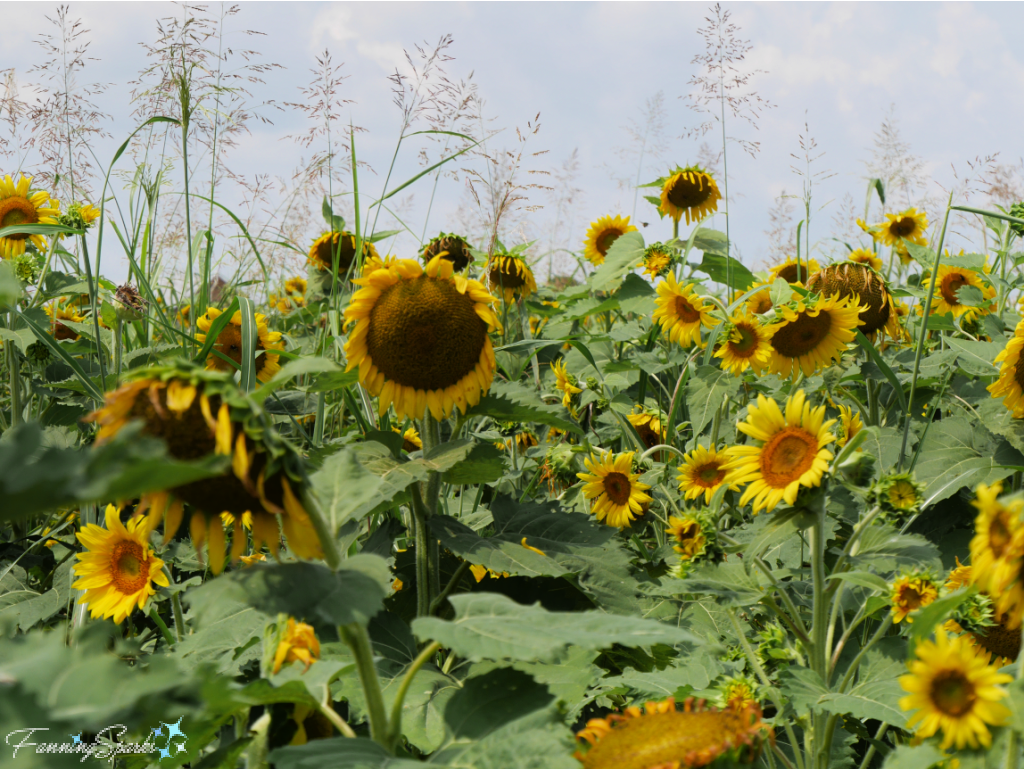 Field of Sunflowers at Farmview Market U-Pick Sunflowers   @FanningSparks