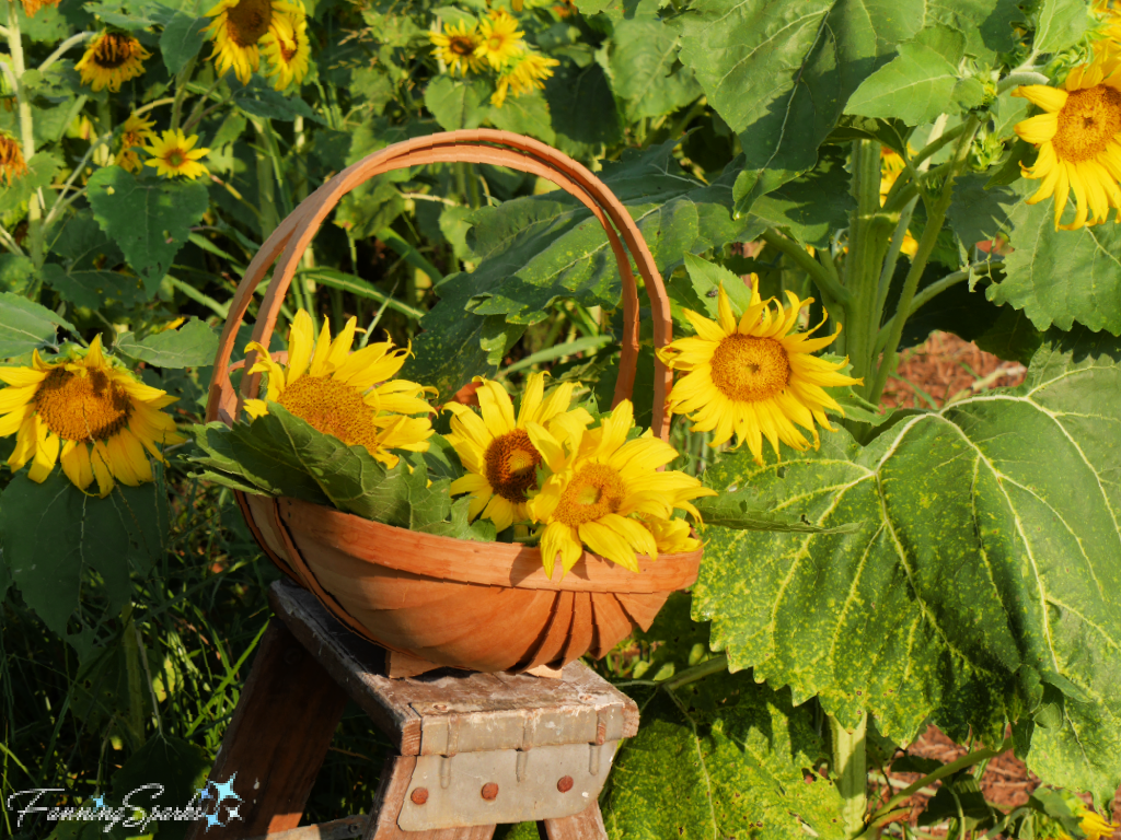 Garden Trug of Cut Sunflowers at Farmview Market U-Pick Sunflowers   @FanningSparks