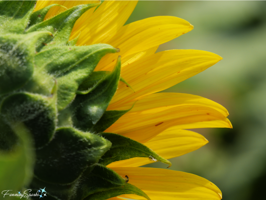 Green Bracts on Back of Sunflower Head at Farmview Market U-Pick Sunflowers   @FanningSparks