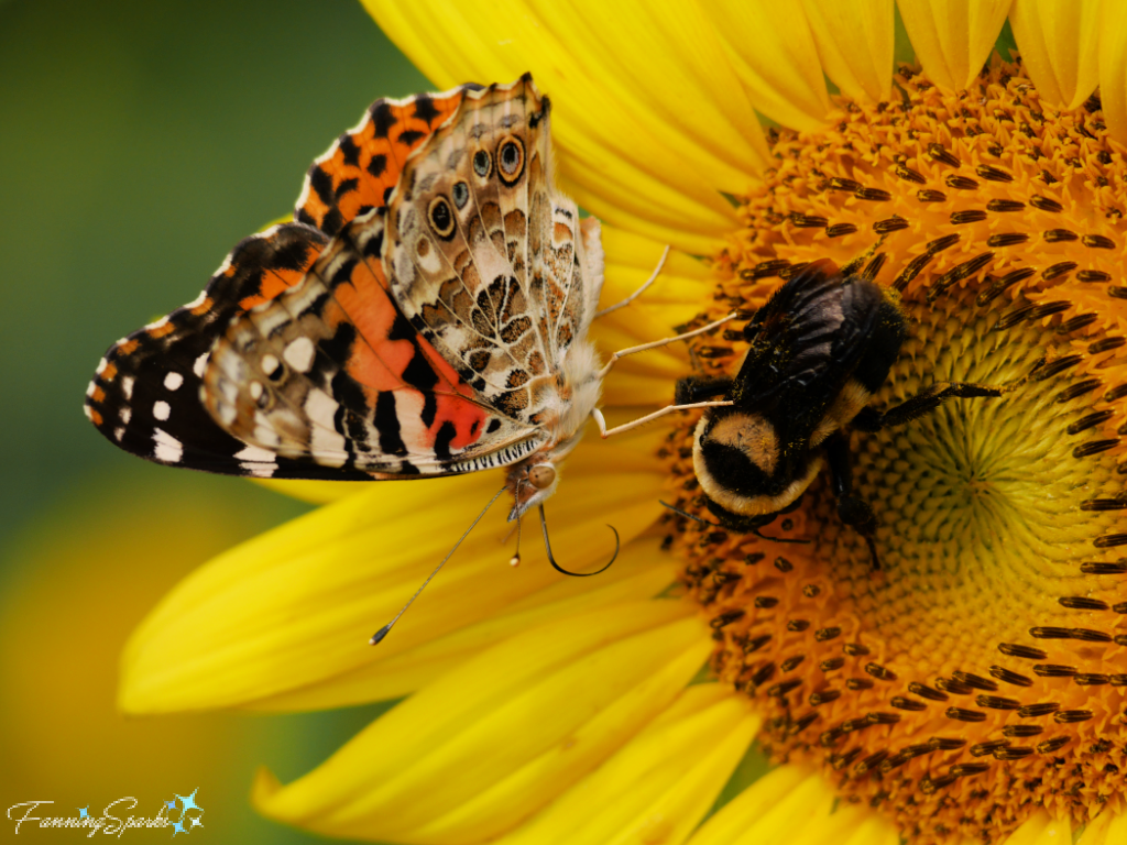 Painted Lady Butterfly with Closed Wings and Bee on Sunflower   @FanningSparks