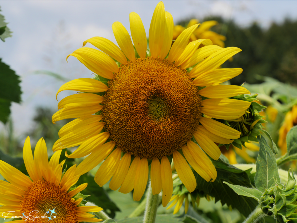 Ray Flowers Around Sunflower Head at Farmview Market U-Pick Sunflowers   @FanningSparks