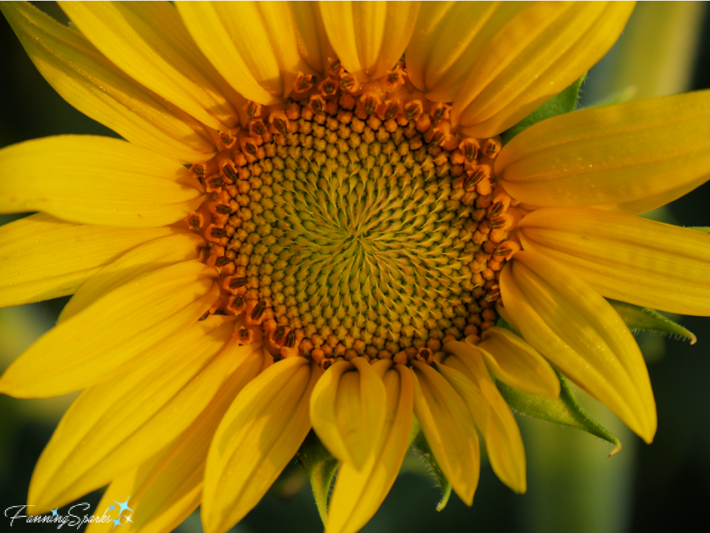 Single Sunflower Head Showing Floret Spiral Pattern   @FanningSparks