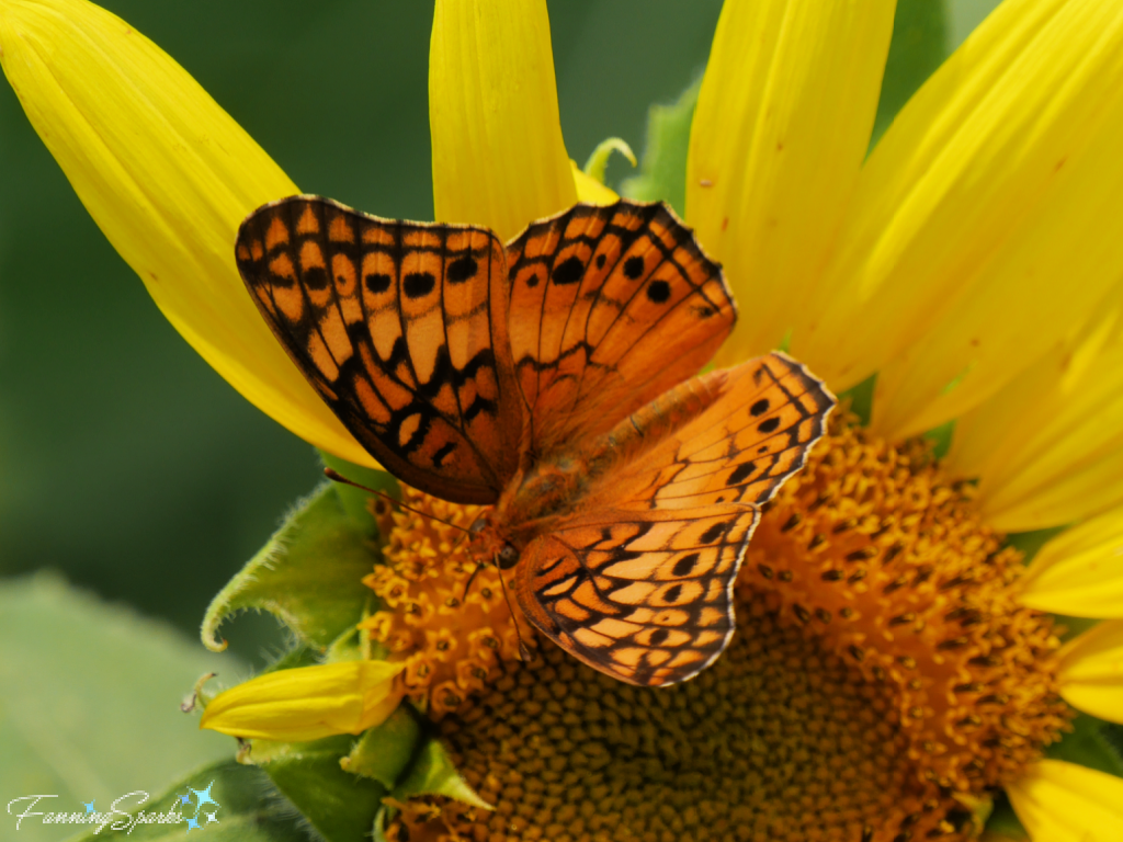 Variegated Fritillary with Open Wings on Sunflower   @FanningSparks