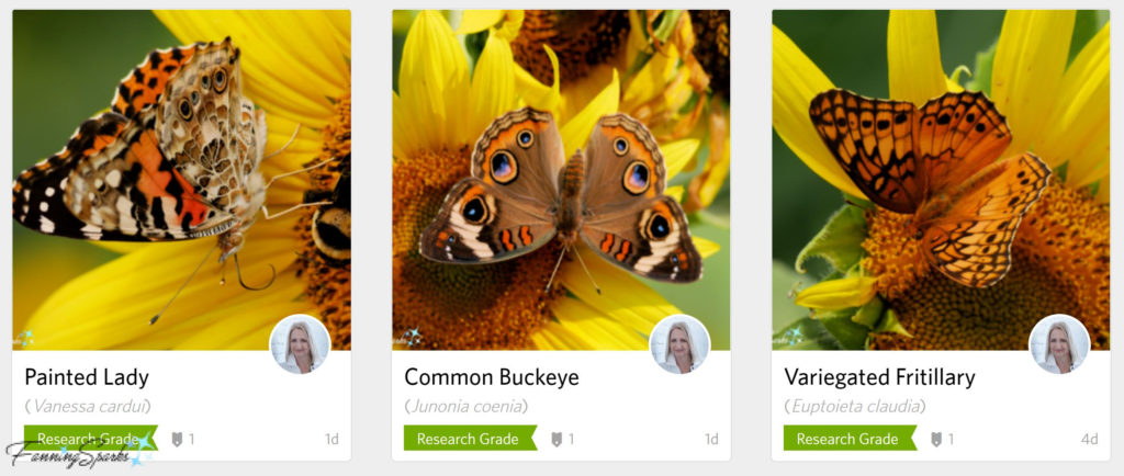 iNaturalist Screengrab of 3 Butterflies on Sunflowers   @FanningSparks