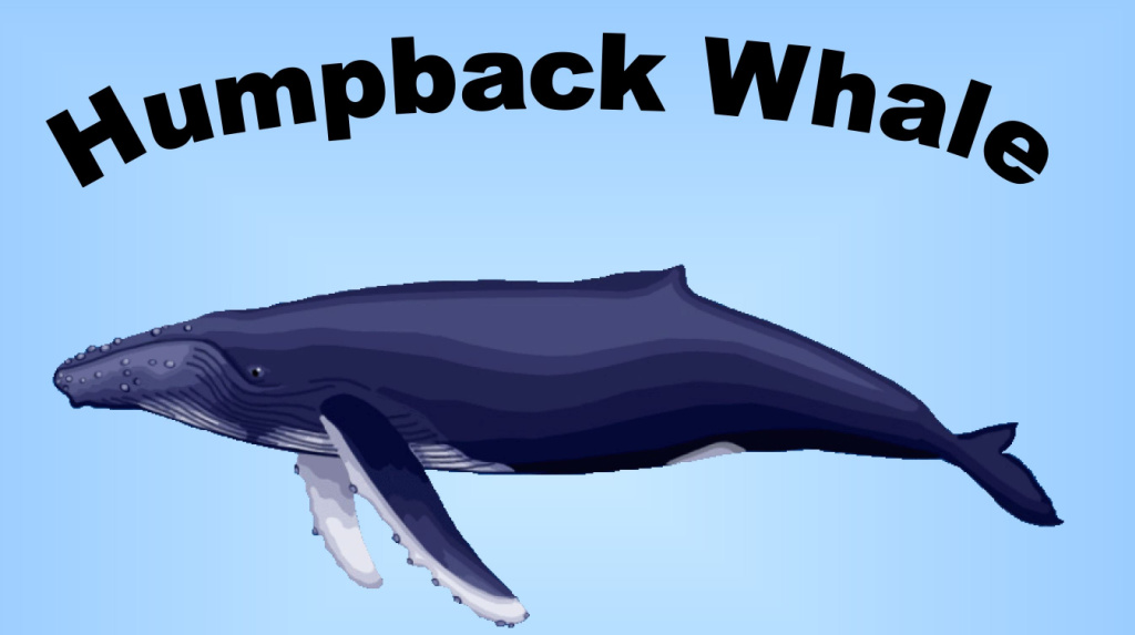 NOAA Humpback Whale Illustration   @FanningSparks