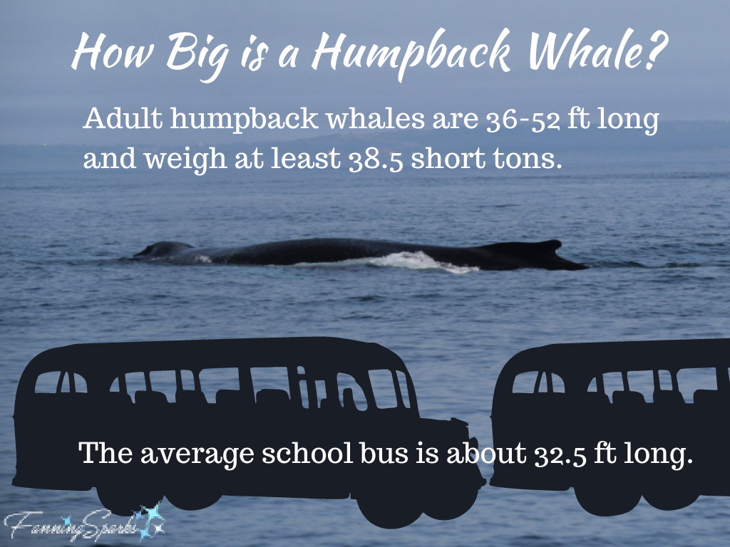 How Big is a Humpback Whale Illustration   @FanningSparks