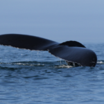 Humpback Whale Tail Roll @FanningSparks