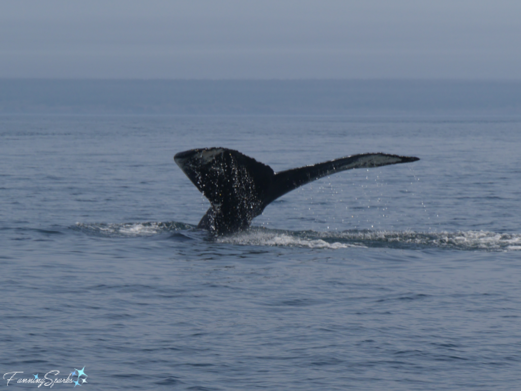 Humpback Whale Fluke Up   @FanningSparks