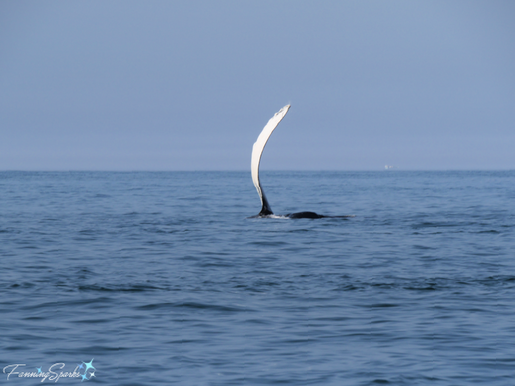 Humpback Whale with Flipper Perfectly Vertical   @FanningSparks