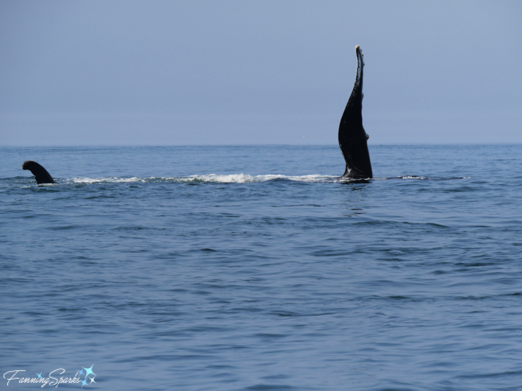 Humpback Whale with Tail Up and Flipper Perfectly Vertical   @FanningSparks