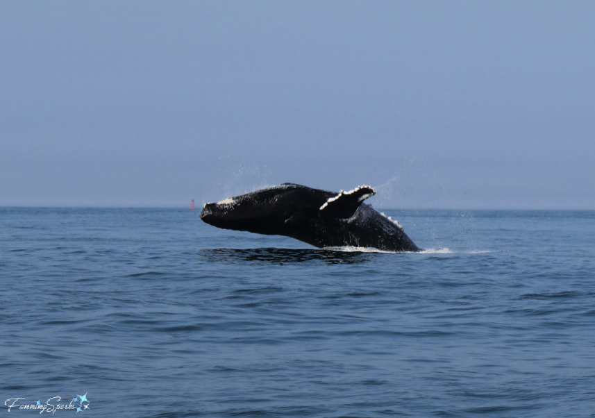 Humpback Whale Breaching   @FanningSparks