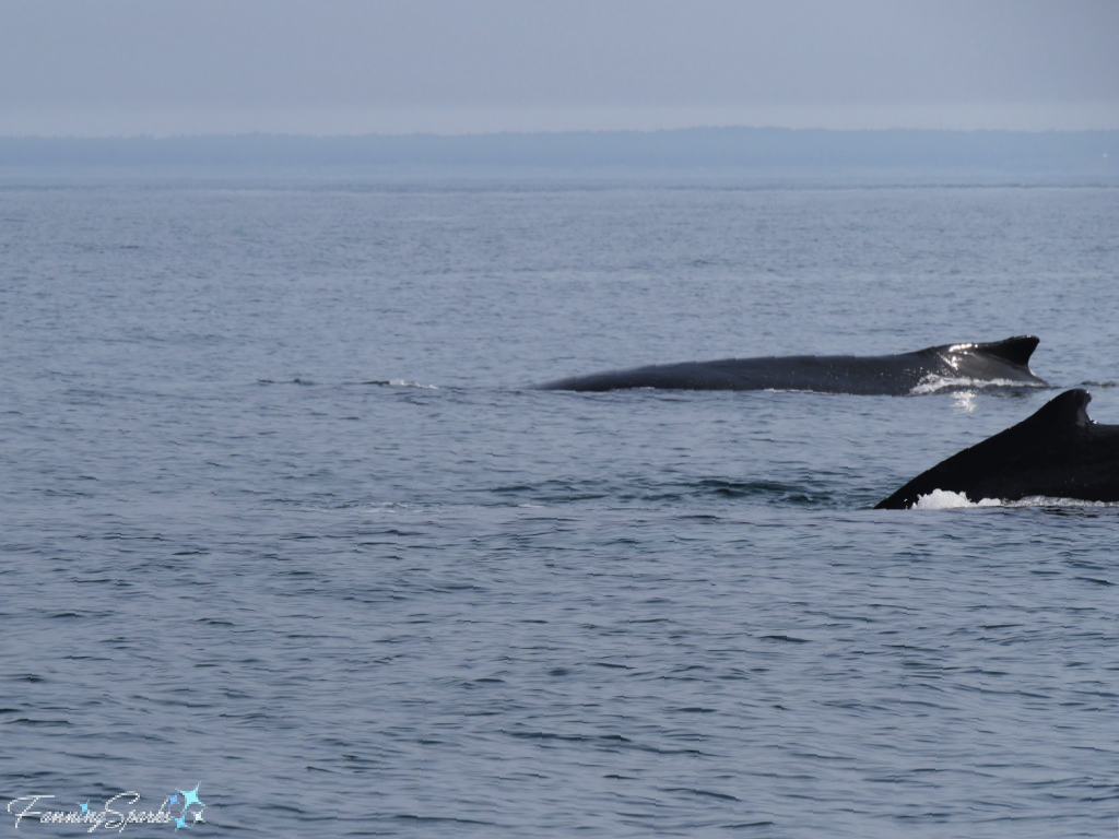 Two Humpback Whales Sighted in Distance   @FanningSparks