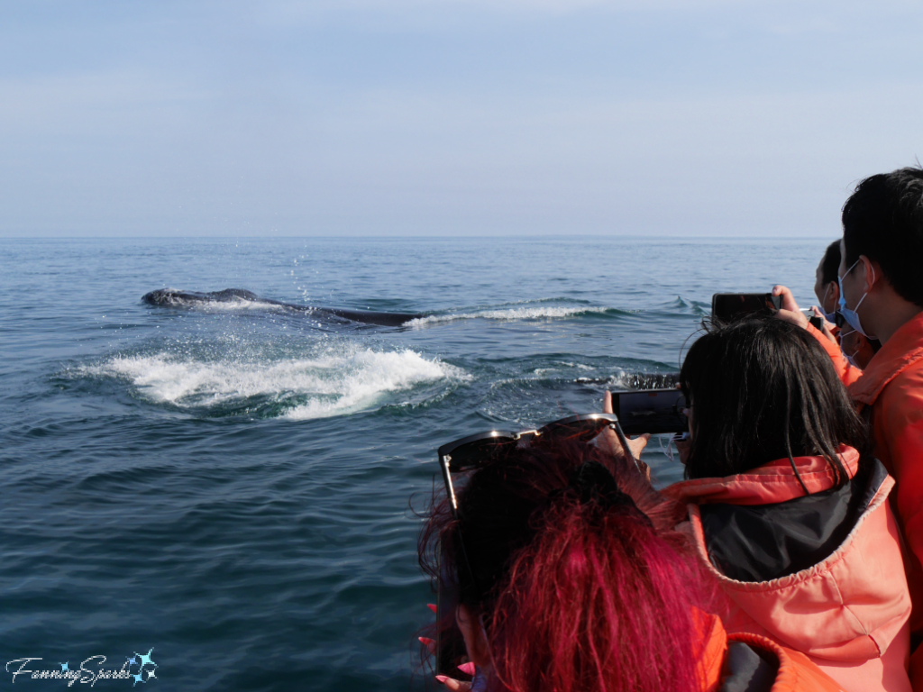 Watching Humpback Whales from Ocean Explorations Zodiac   @FanningSparks