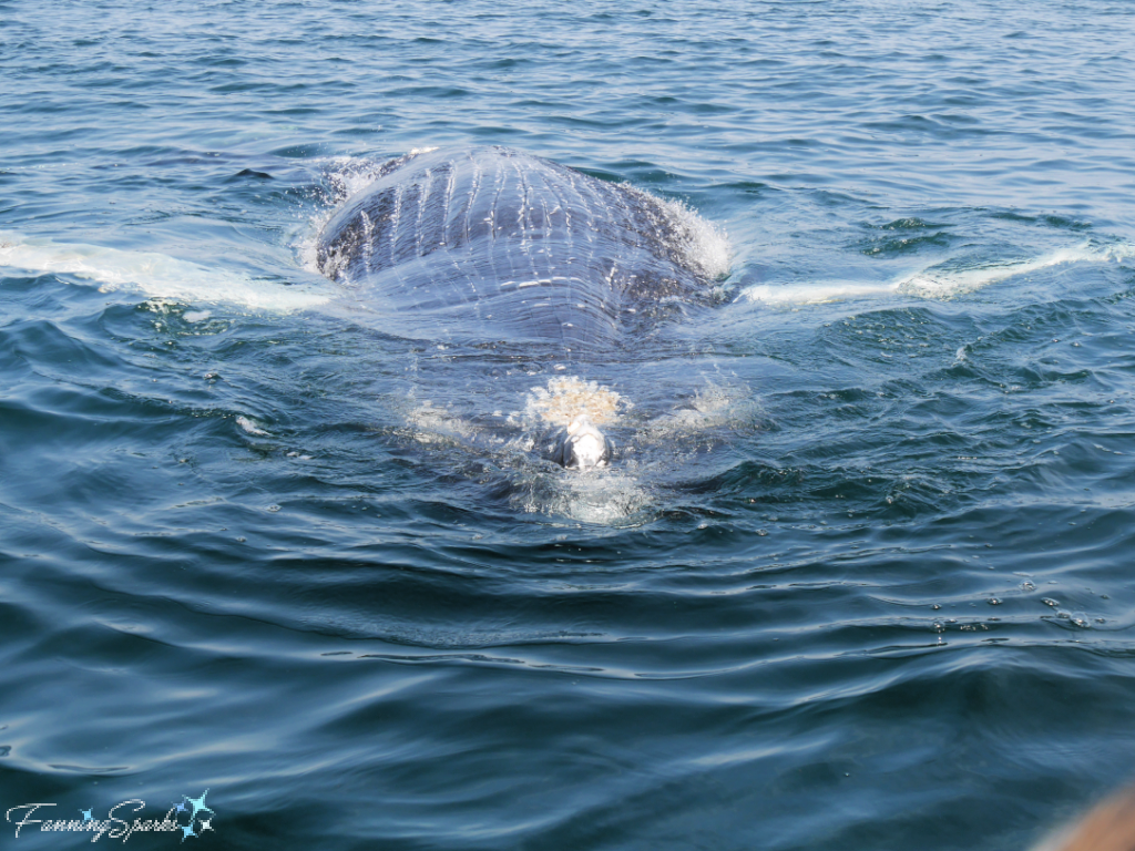 Humpback Whale Calf Belly Up with Ventral Pleats Visible   @FanningSparks