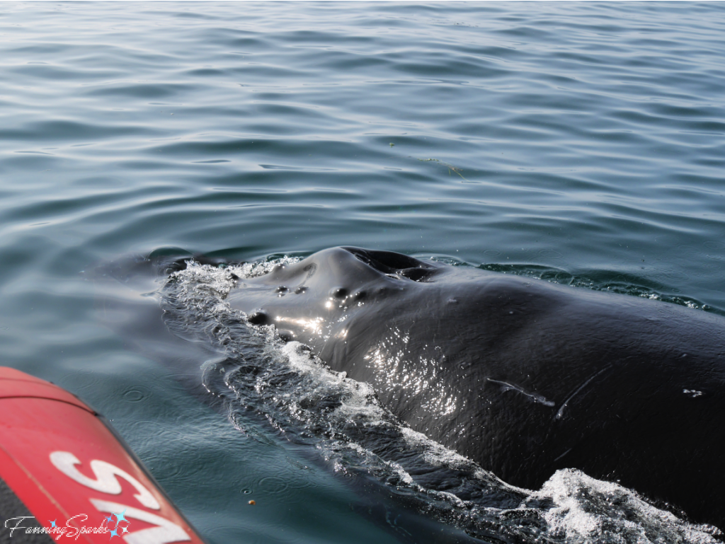 Humpback Whale Calf Swimming Along Side Zodiac Boat   @FanningSparks